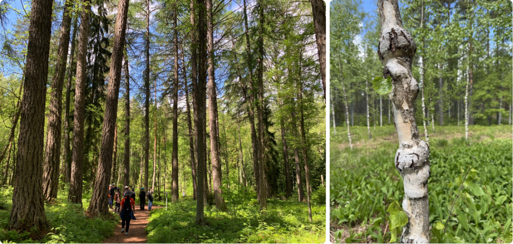 Excursion to the Punkaharju Arboretum photos
