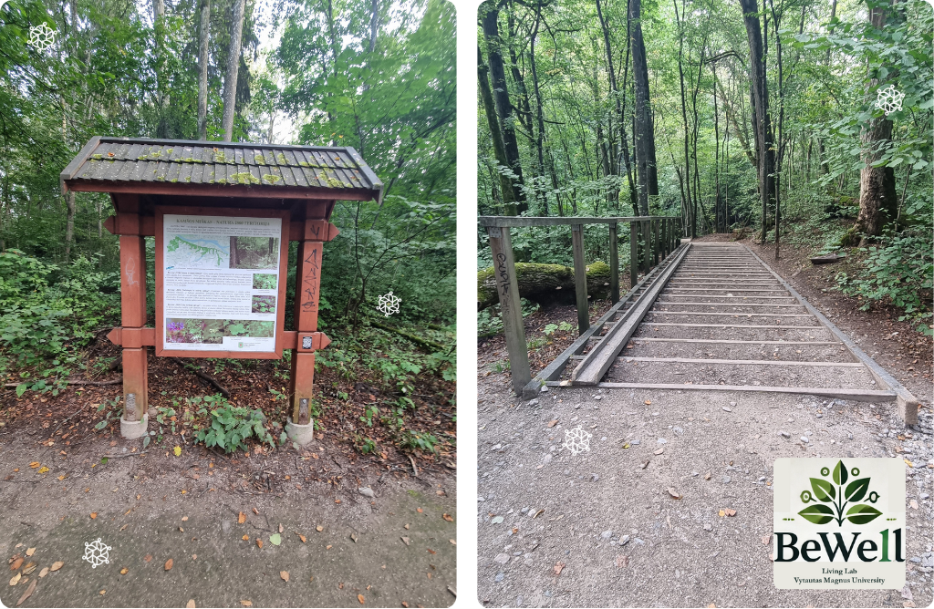 Photos from the Kamsa forest