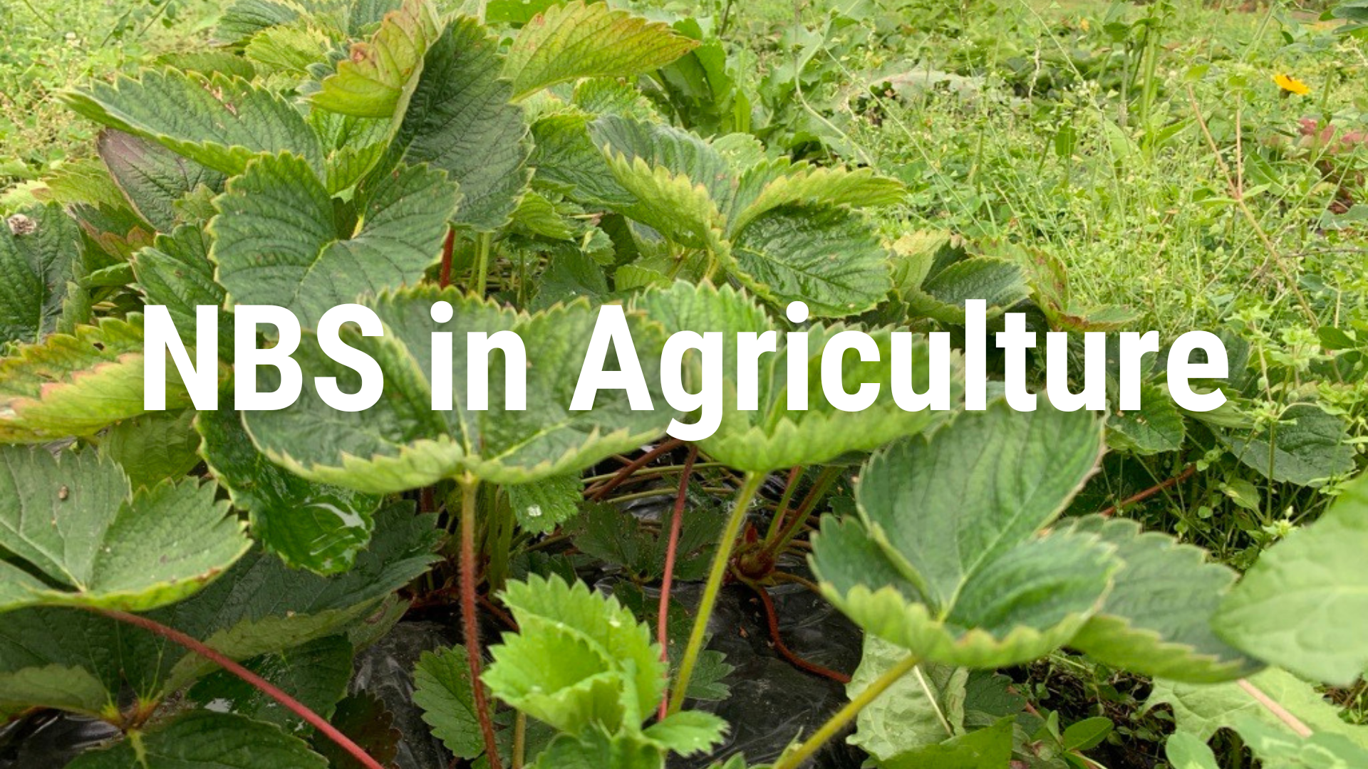 NBS in Agriculture