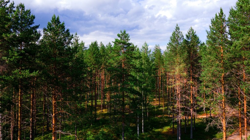 Image of a forest in Finland