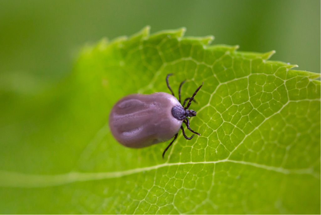 image of a tick on a leaf