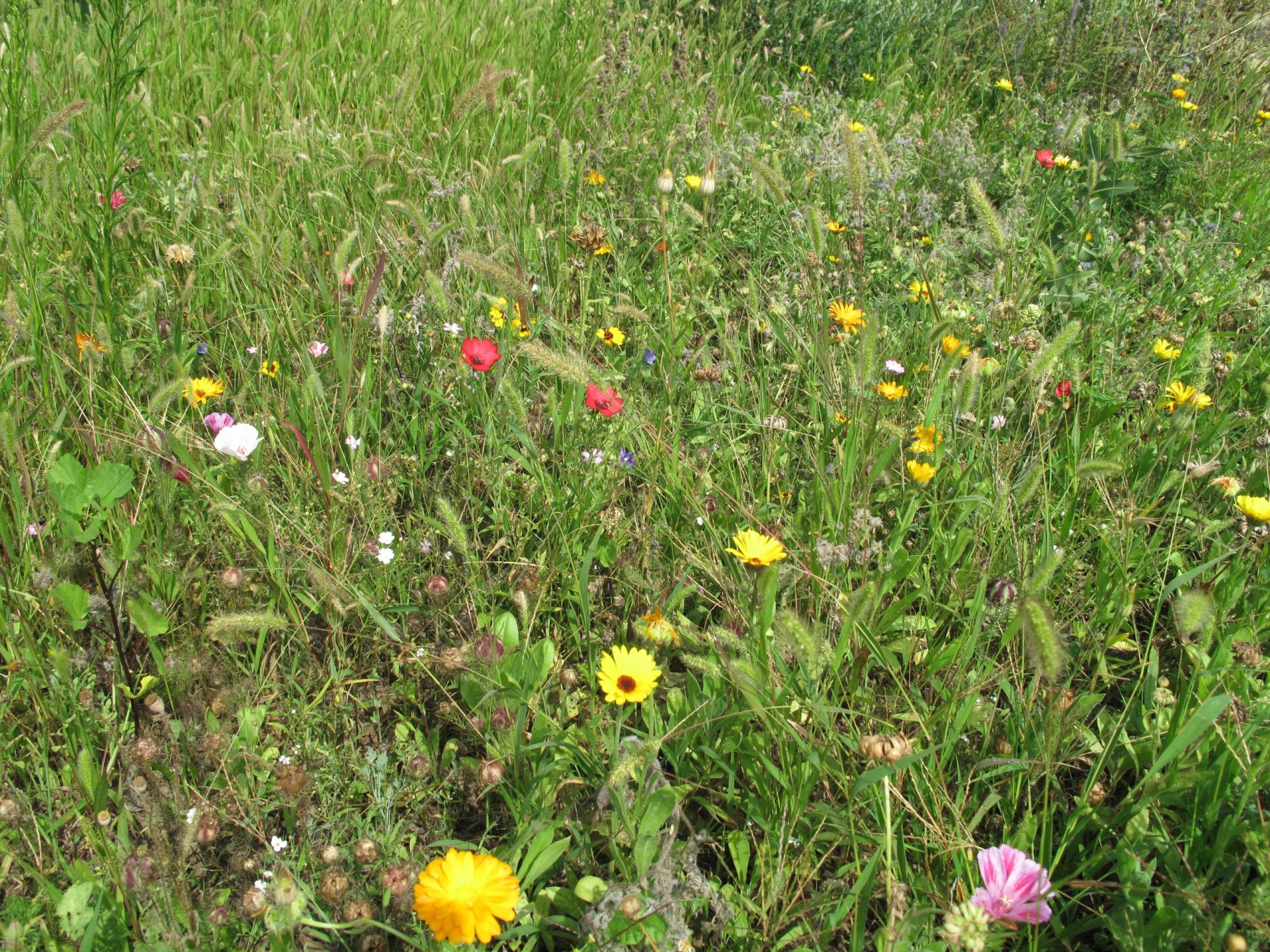 Flower field