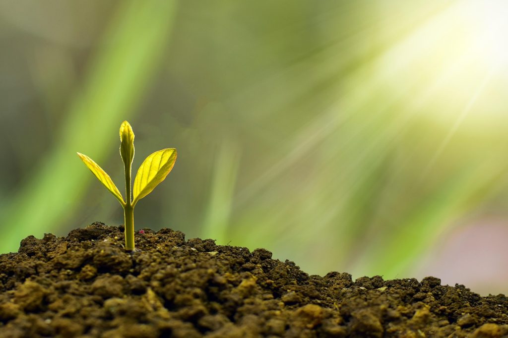 Image of a plant